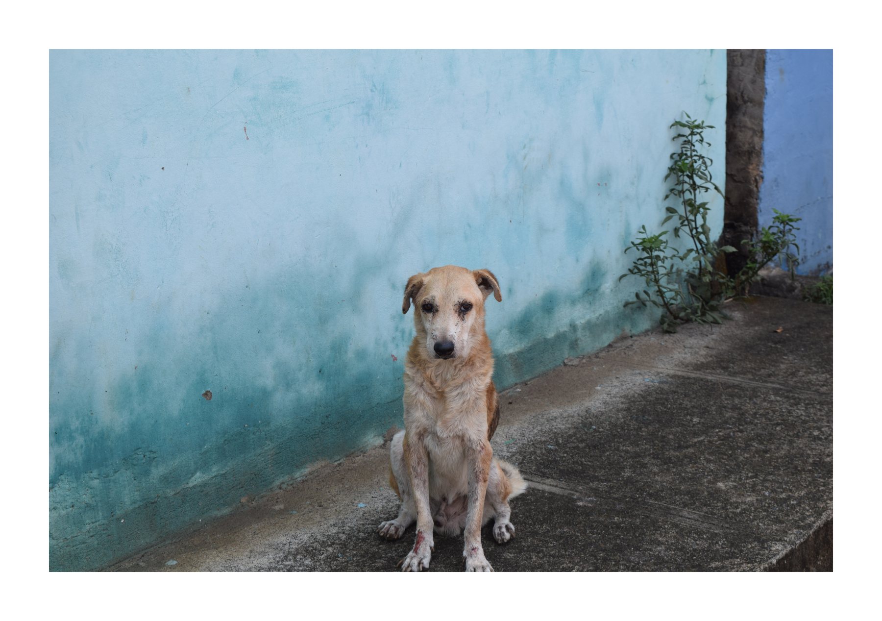 Dog sitting against a blue wall in El Salvador