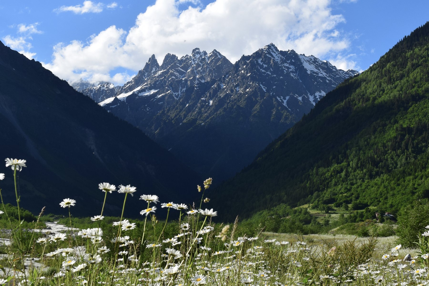Mountain range and wildflowers in Georgia