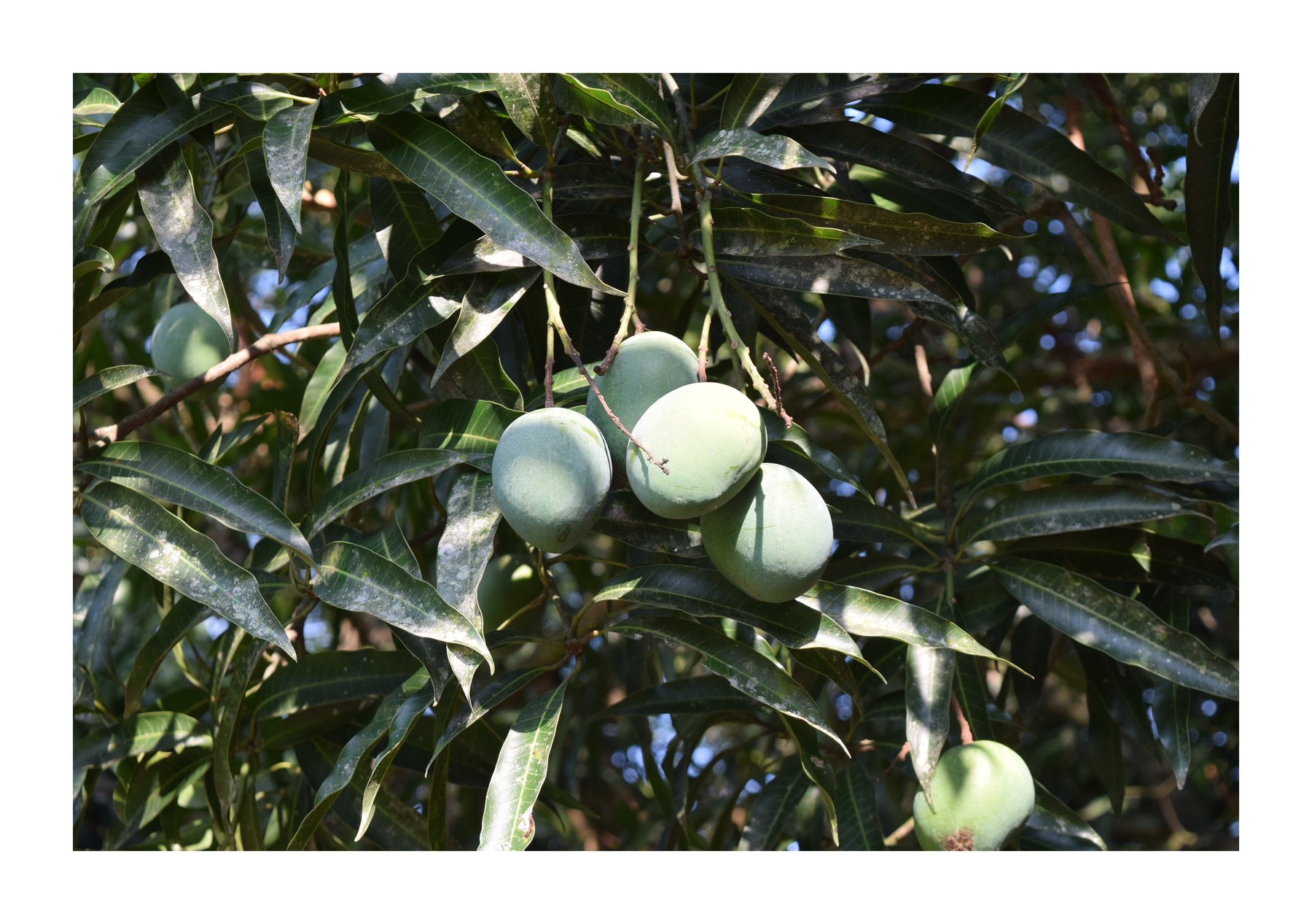 Mangoes growing on a tree